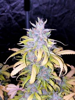 Auto White Devotchka genetics - картинка 1