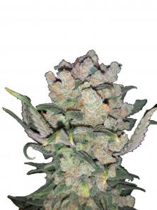 Sour Diesel