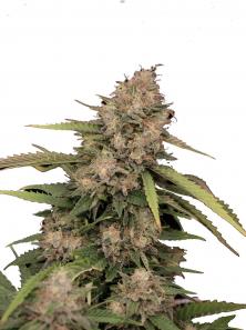 White Widow (Feminised)