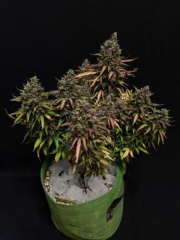 Purple Queen Auto - картинка 3