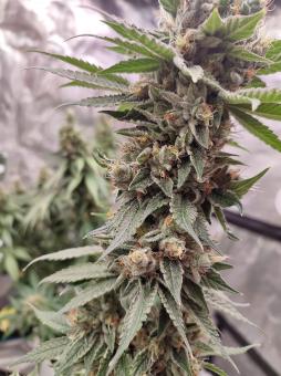 Bubba Island Kush - картинка 8