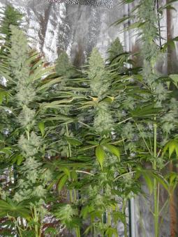 Auto Northern Light genetics - картинка 5