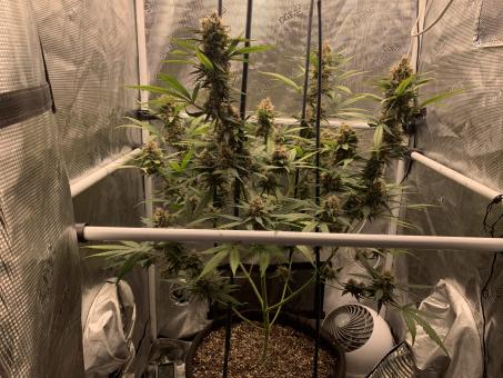 Wedding Glue Auto - картинка 9