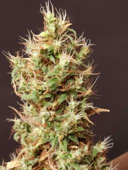 DeepForest feminized Super Auto - картинка 5