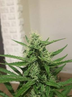 Blueberry Haze genetics - картинка 3