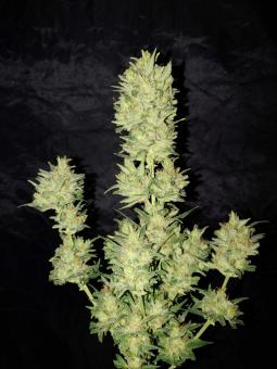 Original Auto OG Kush - картинка 2