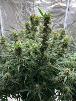 Big Bud Auto - картинка 5