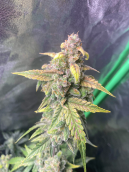 Exodus Cheese Auto (Feminised) - картинка 2