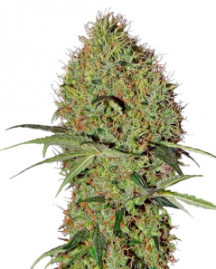 Super Bud Auto (Feminised)