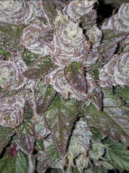 Cookies Auto (Girl Scout Cookies) - картинка 7