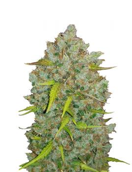 Original Auto BubbleGum