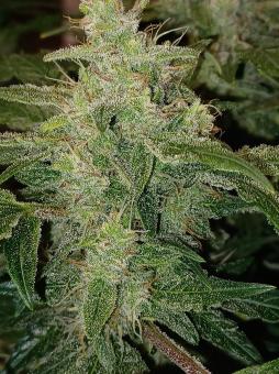 Auto Sweet Bourbon Kush - картинка 3