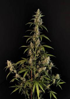 Sour Chocodiesel genetics - картинка 2