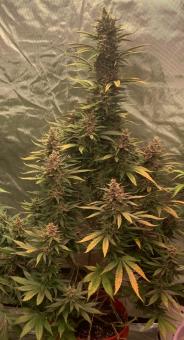 Auto Blackberry Kush - картинка 4