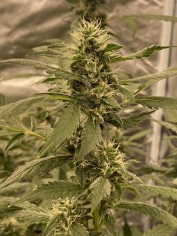 Auto OG Kush genetics - картинка 2