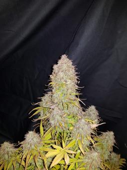 Gorilla Glue Auto - картинка 1